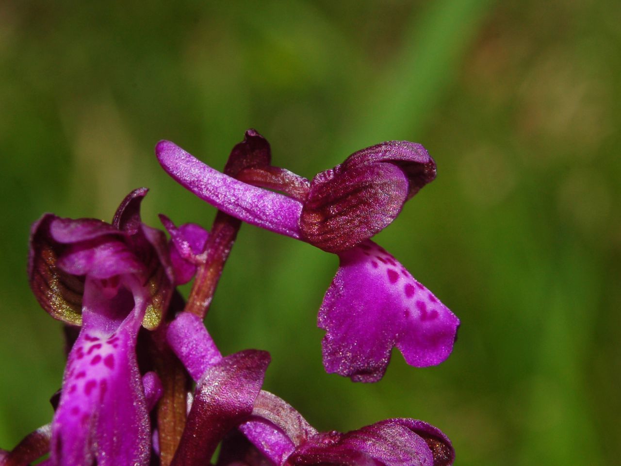 Orchis purpurea e O. morio